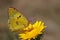 Yellow brimstone butterfly