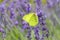 Yellow Brimstone butterfly sitting on a blue lavender flower