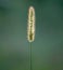 Yellow Bristle-Grass (Setaria pumila) in Backlight