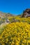 Yellow Bristlebush During the California Super Bloom