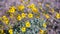 Yellow brittlebush flowers near ajo in arizona