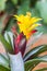 Yellow bromeliad or billbergia pyramidalis