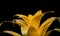 Yellow Bromeliad flower on black background