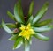 A yellow Bromeliad flower opening like a sun