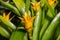 Yellow bromeliad flowers and leaves