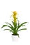 Yellow Bromeliad Guzmania plant