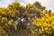 Yellow broom blossoms