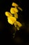 Yellow broom cytisus scoparius flower on black background