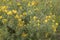 Yellow Broom flowers, Genista Horrida Syn Echinospartium Horridum herbal plant
