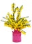 Yellow broom flowers in magenta can