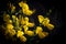 Yellow broom flowers in a pine forest, Forest massif at Carcans Plage, pine forest near Lacanau, on the French Atlantic