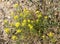 Yellow Broomweed native prairie wildflowers