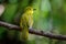 The yellow-browed bulbul Acritillas indica