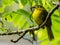 Yellow browed bulbul or Golden-browed bulbul seen in Western Ghats in South India