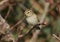 Yellow browed Warbler