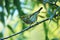 Yellow-browed Willow Warbler