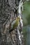 Yellow-browed woodpecker, Piculus aurulentus