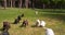 Yellow, Brown and Black Labrador Retriever, Puppies running on the Lawn, Normandy in France, Slow Motion