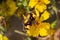 Yellow and Brown Butterly on Yellow Flower