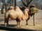 Yellow and brown camels eating hay