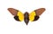 Yellow and brown cicada Trengganua sybylla