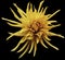 Yellow-brown Dahlia flower, black isolated background with clipping path. Closeup. no shadows. For design. Bright shaggy flow