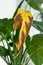 Yellow brown dry spathiphyllum leaf