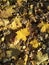 Yellow-brown fallen maple leaves background base