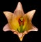 Yellow brown glowing lily blossom with pollen macro on black background