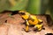 Yellow and brown harlequin poison dart frog