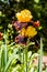 Yellow brown iris in a garden