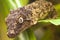 Yellow and brown leaf geko