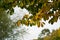 Yellow and brown leaves on Horse Chestnut / Aesculus hippocastanum tree in autumn