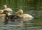 Yellow and brown mallard chicks, ducklings swimming in a green lake.