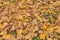 Yellow and brown maple leaves on green grass