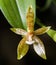 Yellow brown Orchid flower