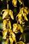 Yellow Brown Small Flowers Hanging from Vine Macro