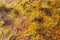 Yellow brown swamp pond ecosystem nature plants in water wallpaper background. Photo in retro vintage hipster style processing