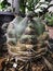 yellow and brown texture on surface of Cactus.damaged from fungle and parasite.The Rust disease