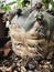 yellow and brown texture on surface of Cactus.damaged from fungle and parasite.The Rust disease