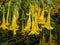 Yellow Brugmansia or Angels Trumpets
