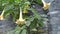 Yellow Brugmansia or Angels Trumpets or Datura bunch of flowers sag from twig. Plant with beautiful huge hanging flowers