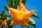 Yellow Brugmansia flower