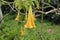 Yellow Brugmansia flowers are also called Angels Trumpets or Datura