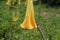 Yellow Brugmansia flowers are also called Angels Trumpets or Datura