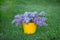 Yellow bucketof wonderfull full of delicious scent flowers lilac purple and blue colour.