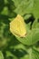 Yellow buckthorn butterfly sits on a green leaf