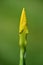 Yellow bud of a Swamp Sword Lily Iris pseudacorus