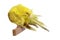 Yellow budgerigar