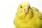 Yellow budgerigar